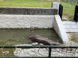 a hippo in the water at Lahore zoo in Lahore on 10-10-2024 photo