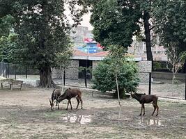 three deer in an enclosure at a zoo in Lahore on 10-10-2024 photo