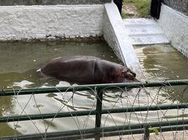 a hippo in the water at the zoo in Lahore on 10-10-2024 photo