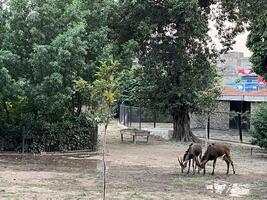 two animals are standing in the dirt near trees in Lahore on 10-10-2024 photo