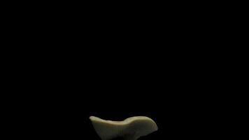 Incredible process of mushroom growth as they emerge and flourish in this calming time lapse . video