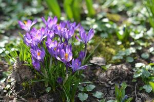 Beautifull purple crocus flowers and green grass at the morning. High quality photo.Soft focus at the background photo