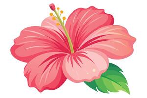Pink Hibiscus Flower Blossom, Tropical Plant Illustration vector