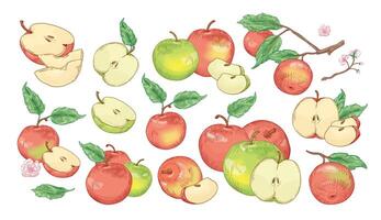 Collection of botanical drawings of whole and cut apples, slices, tree branches and flowers isolated on white background. Set of fresh juicy fruit. Realistic illustration in vintage style. vector
