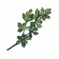Celery or parsley. A watercolor-vector illustration. An image of spicy greens. she stands out in the background. Perfect for menus, recipe books, packages, labels, and more. vector