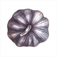 A head of garlic. The illustration is done in watercolor by hand. It shows a purple vegetable in its skin. He stands out in the background. Perfect for menus, recipe books, packages, labels. vector