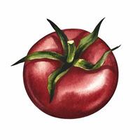 Tomato with cuttings. A watercolor illustration. A color image of a red vegetable. Separate from the background. Perfect for menus, recipe books, packages, labels, invitations, and more. vector