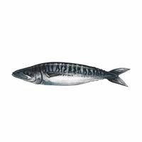 Mackerel fish. A watercolor illustration. Color image of seafood. Separate from the background. Perfect for menus, recipe books, packages, labels, invitations, and more. vector