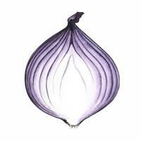 Onions in the cut. watercolor illustration. An image of a purple vegetable. Highlighted from the background. Perfect for menus, recipe books, packages, labels, and more. vector