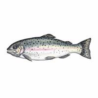 Trout fish. A watercolor illustration. Color image of seafood. Separate from the background. Perfect for menus, recipe books, packages, labels, invitations, and more. vector