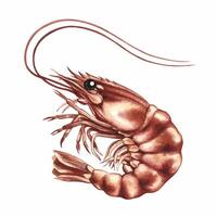 Shrimp. A watercolor illustration. Color image of seafood. Separate from the background. Perfect for menus, recipe books, packages, labels, and more. vector