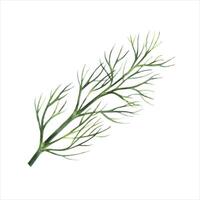 A sprig of spicy dill. watercolor illustration. An image of spicy greens. Highlighted from the background. Perfect for menus, recipe books, packages, labels, and more. vector