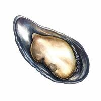Fresh mussels. A watercolor illustration. Color image of seafood. Separate from the background. Perfect for menus, recipe books, packages, labels, invitations, and more. vector