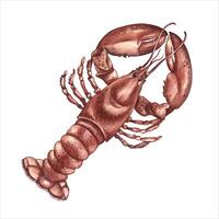 The lobster. A watercolor illustration. Color image of seafood. Isolated from the background. Perfect for menus, recipe books, packages, labels, and more. vector
