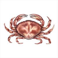 The crab. A watercolor illustration. The seafood image is highlighted on the background. Perfect for menus, recipe books, packages, labels, and more. vector