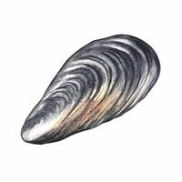 Fresh mussels in a closed shell. A watercolor illustration. Color image of seafood. Separate from the background. Perfect for menus, recipe books, packages, labels, invitations, and more. vector