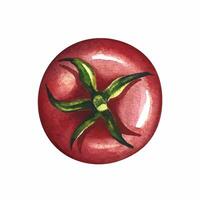 Tomato. A watercolor illustration. A color image of a red vegetable. Separate from the background. Perfect for menus, recipe books, packages, labels, invitations, and more. vector