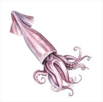Sea squid. A watercolor illustration. An image of seafood. Isolated from the background. Perfect for menus, recipe books, packages, labels, and more. vector
