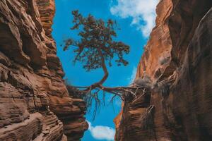 Resilient tree bridges cliffs under vibrant blue sky, showcasing natures strength photo