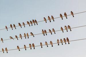 Birds perched on wires create a serene, balanced sky scene photo