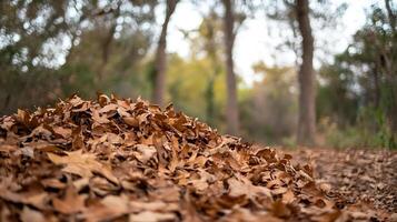 Tranquil Autumn Forest with Pile of Brown Leaves on Forest Floor photo