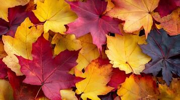 Vibrant Autumn Maple Leaves in Red Yellow and Orange Colors for Seasonal Designs photo