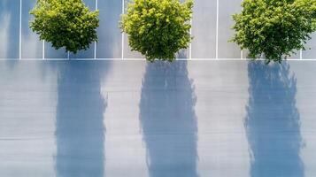 Aerial View of Three Trees Casting Long Shadows in an Empty Parking Lot on a Sunny Day photo