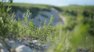 Nature Landscape with Vibrant Greenery and Hills in the Background photo