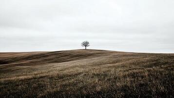 Solitary Tree on Rolling Hillside Under Overcast Sky in Serene Countryside photo