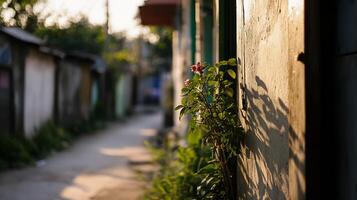Sunlit Alleyway with Flowering Plant Casting Shadows Evoking Warm Community Vibe and Rustic Charm photo