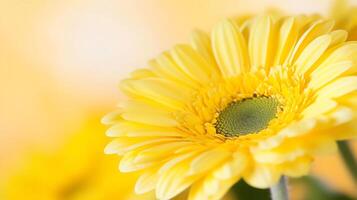 Close-up of vibrant yellow gerbera daisy with soft focus background photo