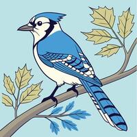 The illustration of blue jay bird vector