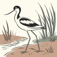 The illustration of avocet bird vector