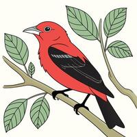 The illustration of scarlet tanager bird vector