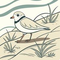 The illustration of piping plover bird vector