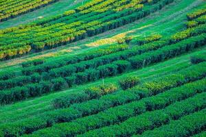 Aerial view of tea plantation on a hill, surrounded by mountains and forest, with a vibrant rural atmosphere, Cameron highlands, photo