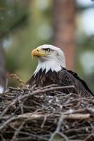 Closeup of Bald Eagle in Nest Representing Strength and Nature Conservation photo