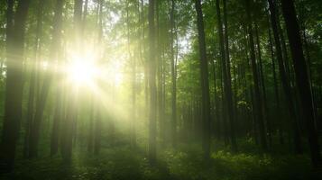 Sunlight Streaming Through Lush Green Forest Trees in Serene Natural Setting photo