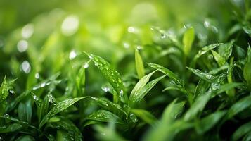 Close up of lush green foliage with dew drops on leaves in natural sunlight photo