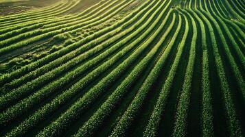 Aerial view of an expansive green crop field with parallel rows under soft sunlight from above photo