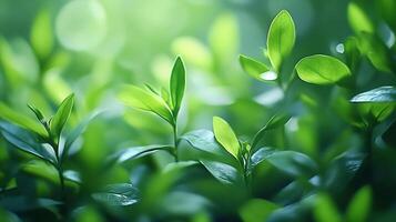 Fresh Green Leaves in Lush Spring Foliage with Sunlight Streaming Through photo