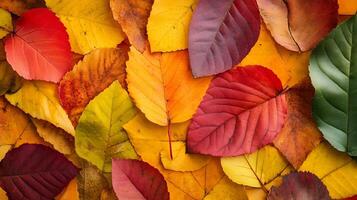 Assortment of Colorful Autumn Leaves in Vibrant Reds, Yellows, and Oranges photo