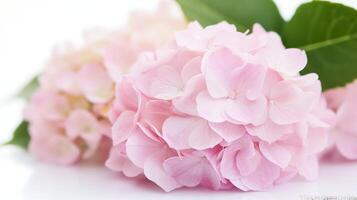 Delicate Soft Pink Hydrangea Flowers with Lush Green Leaves on White photo