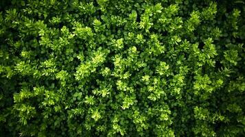 Abundant Greenery of Lush Foliage in a Dense Leafy Forest Aerial View photo