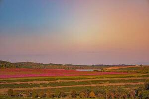 Lush flower yards in different seasons with green fields, pink plants. Chiang Rai, Thailand. photo