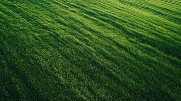 Expansive Green Field with Rows of Grass Blades Viewed from High Above Reflects Nature photo