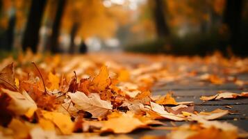 Vibrant autumn leaves scattered across a serene park pathway evoking a peaceful fall ambiance photo