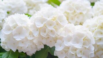 Close-Up of Delicate White Hydrangea Flowers in Full Bloom Creating a Blanket of Pure Elegance and Softness photo