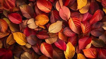 Vibrant Autumn Leaves in a Colorful Fall Foliage Display photo