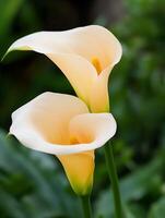 Elegant Calla Lilies Displaying Grace and Beauty in a Lush Green Garden Setting photo